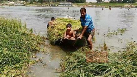 উজানের ঢলে সিরাজগঞ্জে ৭'শ একর জমির ফসল পানির নীচে