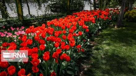 Tulpenfest in Arak