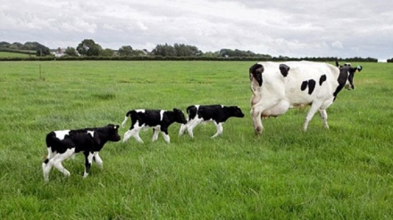 ペルシャ語ことわざ散歩（101）「あなたの牛が出産した」