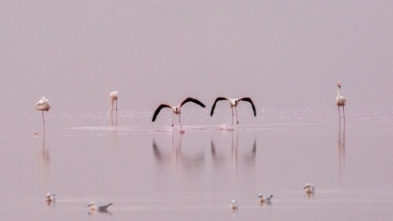 南部・シーラーズのマハールルー湖の渡り鳥フラミンゴ