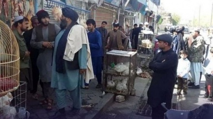 شهرداری کابل برای فروشندگان نرخ نامه تعیین کرد