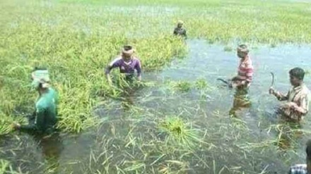 বাংলাদেশে আগাম বন্যায়  হাওরের ফসলি জমি তলিয়ে যাওয়ার আশঙ্কা