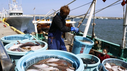 日俄就鲑鱼捕捞配额达成协议