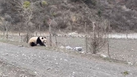 中国四川省黄竜にジャイアントパンダが出現、自然に帰す