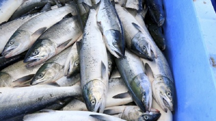 「日ロ漁業合同委員会第38回会議」が、本日オンラインで実施