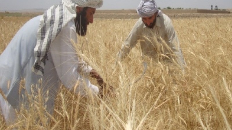 نیوزیلند 2 میلیون دلار به کشاورزان افغانستان کمک می کند
