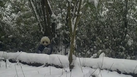 中国・四川省で、野生パンダが山中で雪遊び 