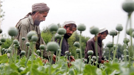 منع کشت، تولید و قاچاق مواد مخدر در افغانستان از سوی طالبان