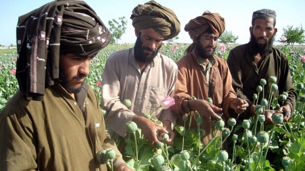 دبیر کل ستاد مبارزه با مواد مخدر ایران خبر داد:  کشت تریاک در افغانستان نسبت به سال گذشته افزایش یافته است