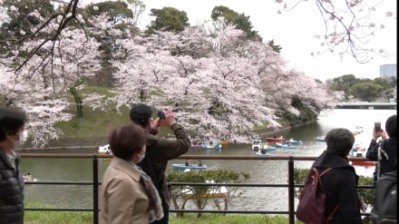 東京で桜が満開、コロナ対策の中花見客を受け入れ