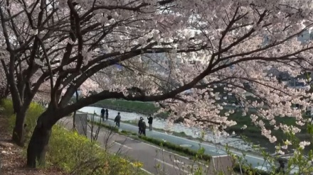 韓国ソウルで桜が満開 多数の見物客