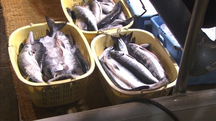 日ロ漁業交渉妥結、北海道沖サケマス漁来月にも開始へ