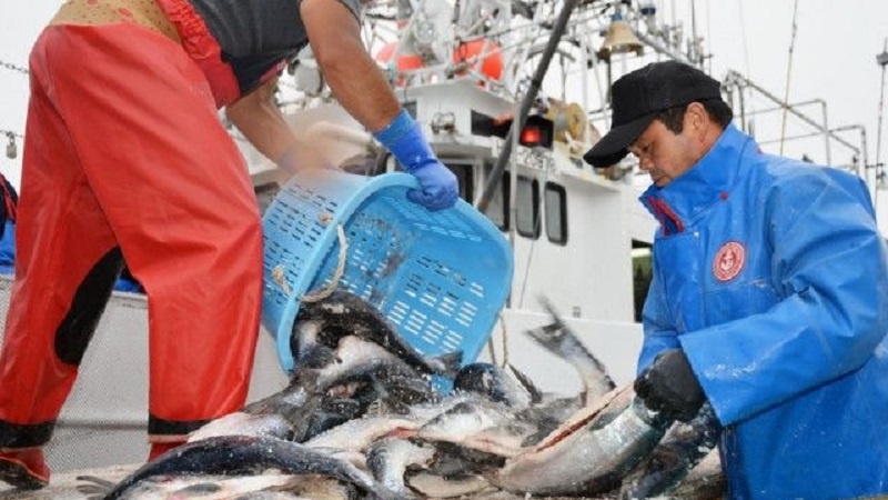 日ロ漁業交渉停滞により、サケ・マス漁業者が出漁できず