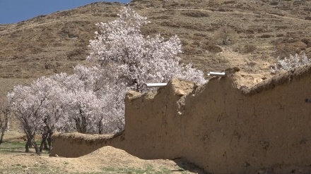 イラン中部ハスール村の春の自然