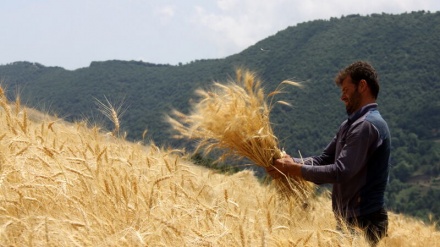 也门愿意从俄罗斯购买小麦和石油产品
