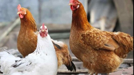 中国发现首例禽流感毒株H3N8