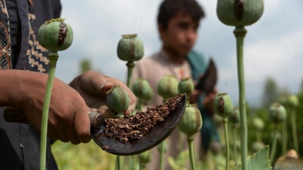 イランが、アフガンでの麻薬の栽培・生産の減少を歓迎