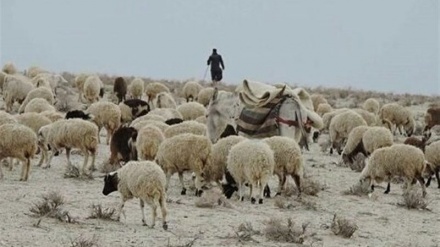  خطر بیماری و خشکسالی برای دامداران افغان 