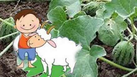 ペルシャ語ことわざ散歩（100）「子ヤギよ死ぬな、春が来れば、瓜がキュウリとともに育ってくる」