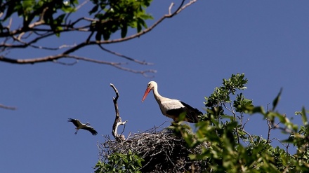 ズレヴァール湿原の客である渡り鳥シュバシコウ