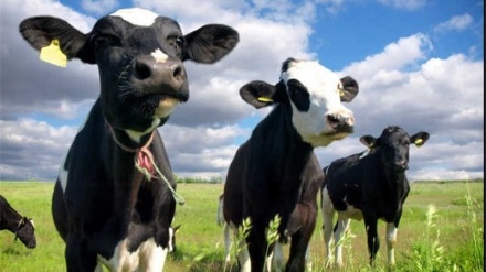 ペルシャ語ことわざ散歩（105）「雄牛だと言っているのに、相手は乳を搾れと言う」