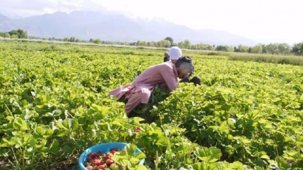 توت زمینی در ننگرهار جایگزین کشت تریاک می شود