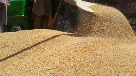 نیاز افغانستان به واردات بیش از ۲ میلیون تن گندم 