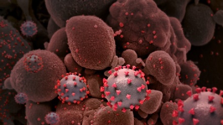 Covid, scoperte in Italia le cause genetiche dei casi asintomatici