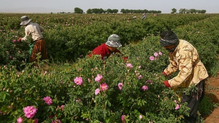 中部ゴム州で、バラの花の収穫時期到来