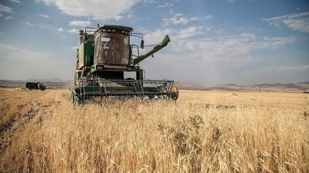 הודו אסרה על יצוא חיטה מחשש לפגיעה בביטחון התזונתי
