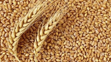 Volano i prezzi del grano, +6,6% in un giorno 