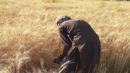 طالبان برداشت محصول در مزارع بلخ را به حضور نمایندگان خود مشروط کردند