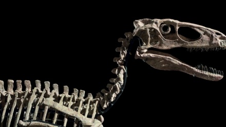 Venduto per 12,4 mln $ lo scheletro di dinosauro Hector + FOTO