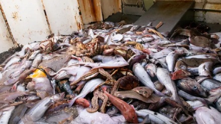 Millions of tonnes of dead animals: The growing scandal of fish waste