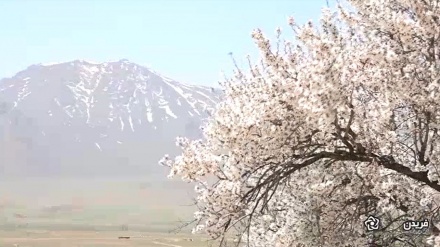 Musim Semi, Begini Keindahan Alam di Faridan, Iran