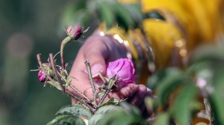 南部・ファールス州でのバラの収穫
