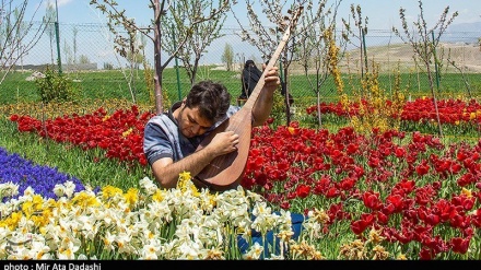 Tulpenblumenfarm in Tabriz