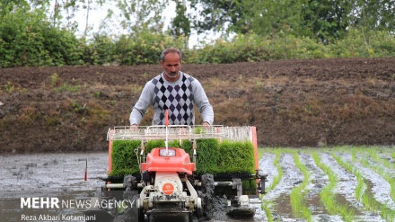 Qilonədə şartuki sahəonədə şartuki de texnika kaştey 