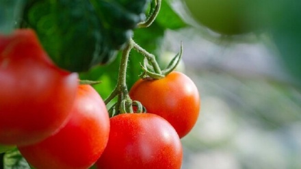 Nuovo pomodoro 'biofortificato' contro la carenza di vitamina D