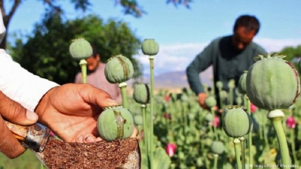 3 میلیون شهروند افغان معتاد به مواد مخدر