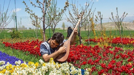 Kebun Bunga Tulip di Tabriz, Iran