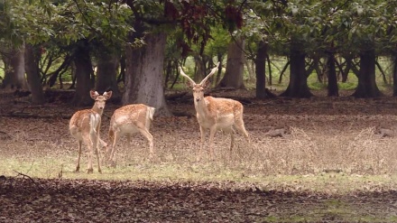  Visit to one of world's few protected shelters of Persian fallow deer in north Iran 