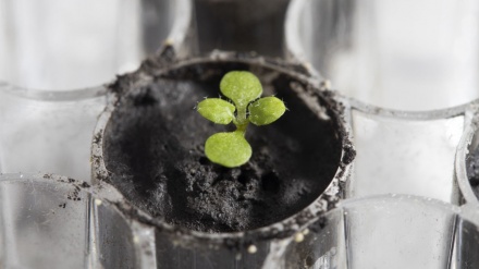 Coltivate delle piantine nel suolo della Luna