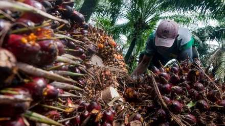 Malaysia Nyatakan Akan Terus Gandeng Indonesia Lawan Kritik UE Terkait Minyak Sawit