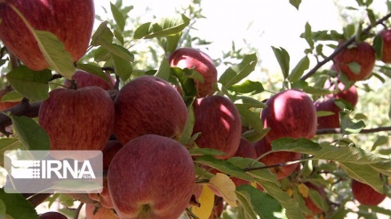 Iranian apple getting popular in India because of price and quality: Exporter