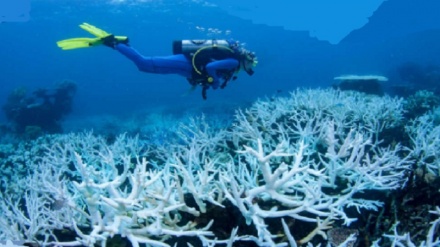 ‘Devastating’: 91% of reefs surveyed on Great Barrier Reef affected by coral bleaching in 2022