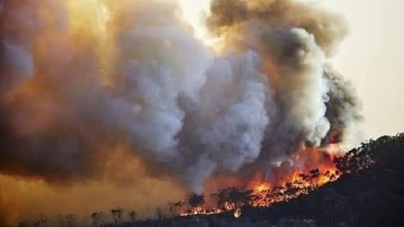 گسترش آتش‌ سوزی در جنگل‌ های ایالت بلوچستان پاکستان؛ آمادگی ایران برای اطفای حریق