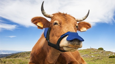 गाय बन रही है दुनिया के लिए मूसीबत! नए शोध ने भक्तों के भी उड़ाए होश