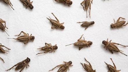 Mosca e Pechino: Gli Usa puntano a trasformare gli insetti in armi biologiche