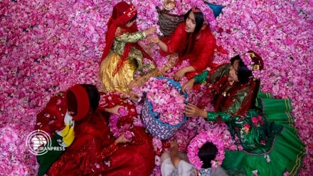 Мейманд гул ва гулоб фестивали (фотожамланма)